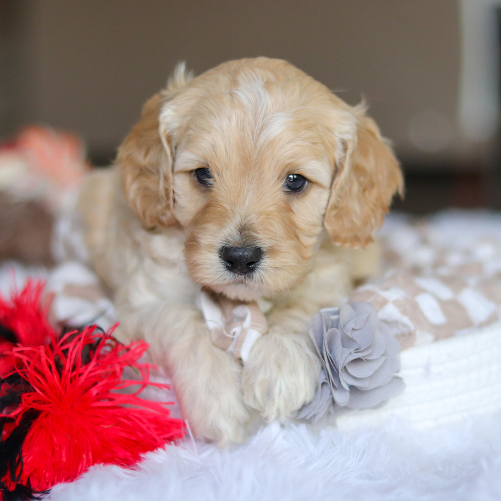 Levi - Available 5/21