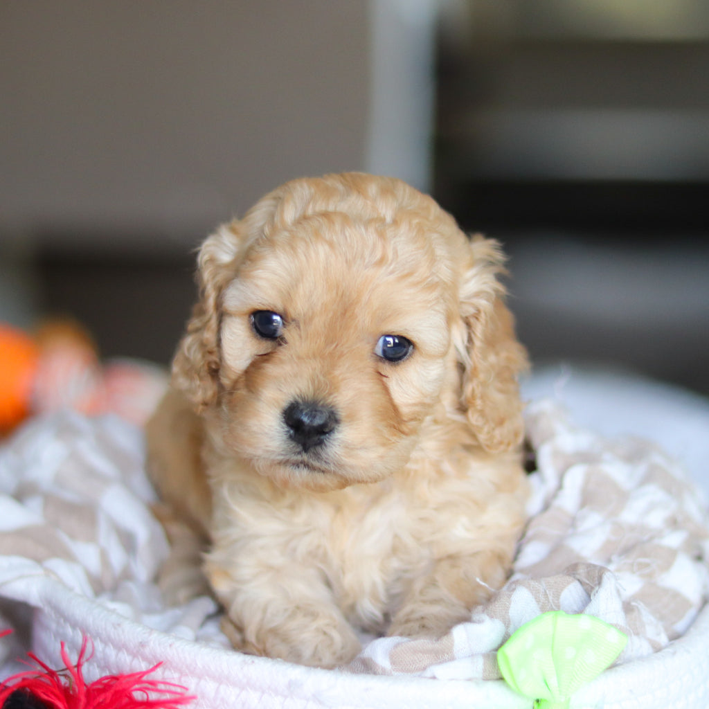 Lando - Available 5/21