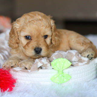 Lando - Available 5/21