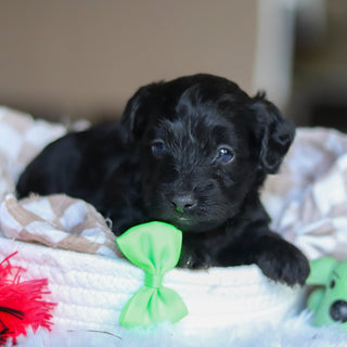 Casey - Available 5/28