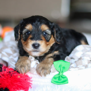 Chester - Available Now