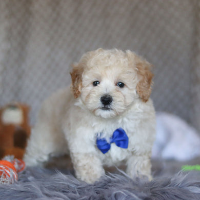 Tyler - Available 4/23