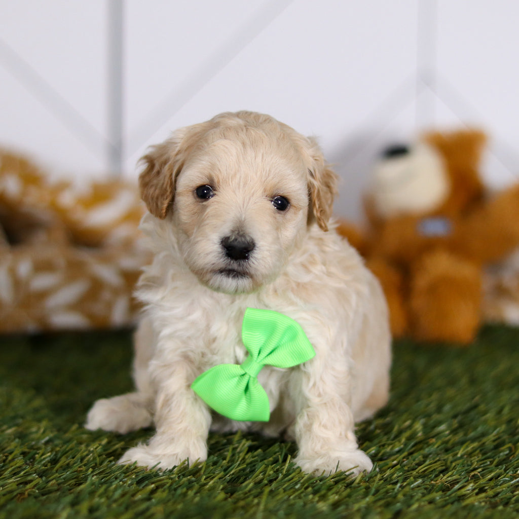 Tyler - Available 4/23