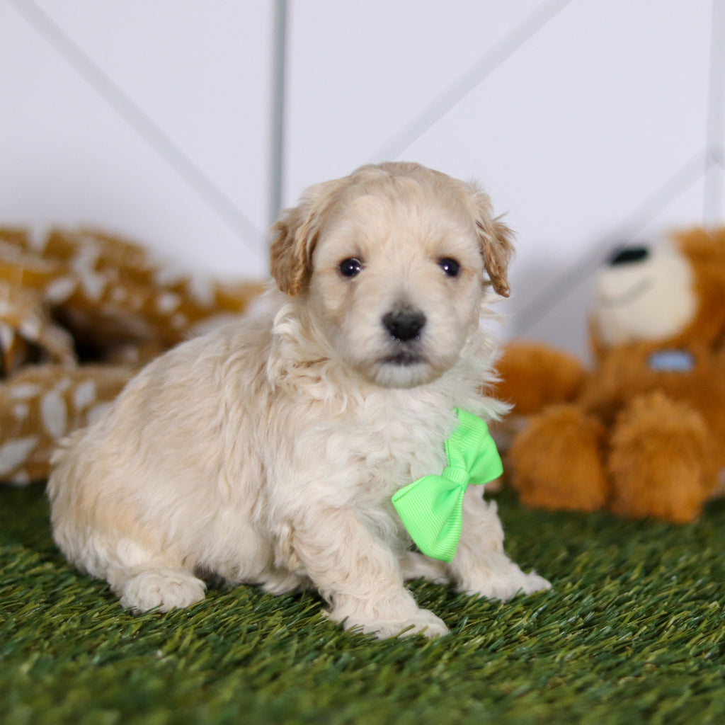 Tyler - Available 4/23