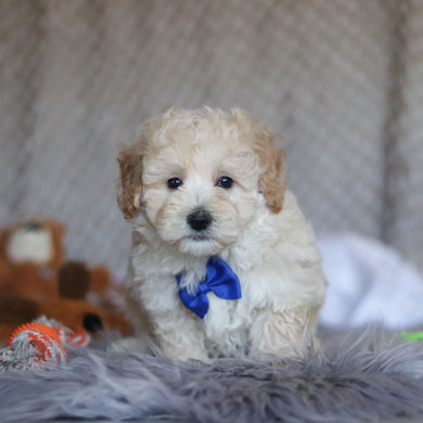 Tyler - Available 4/23