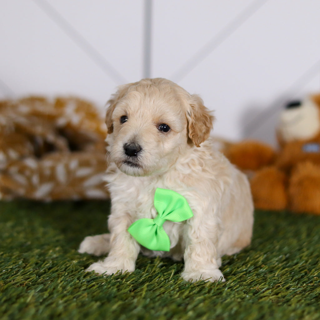 Tyler - Available 4/23