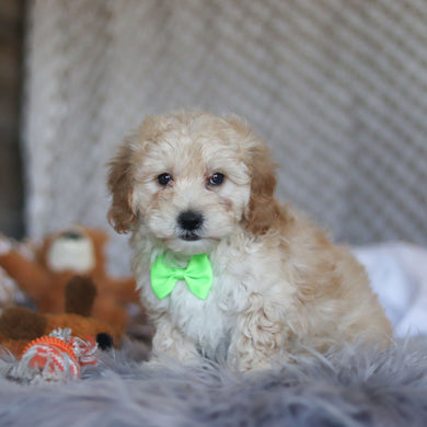 Tyson - Available 4/23