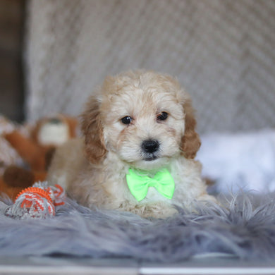 Tyson - Available 4/23