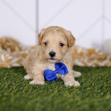 Tommy - Available 4/23