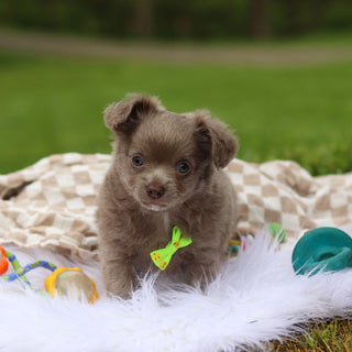 Gizmo - Available 5/14