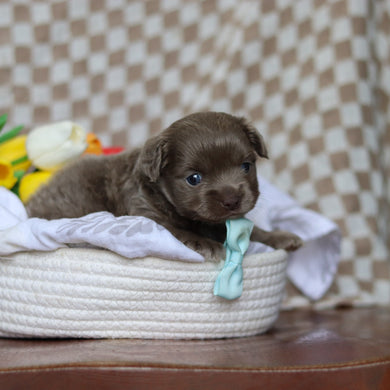 Gizmo - Available 5/14