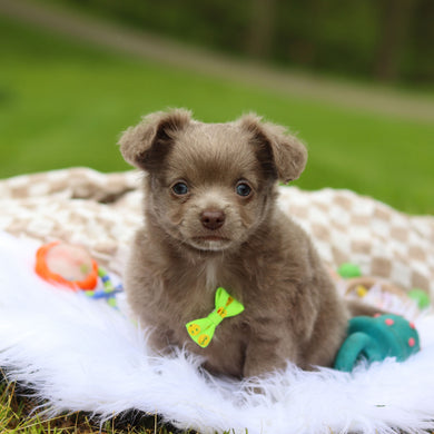 Gizmo - Available 5/14