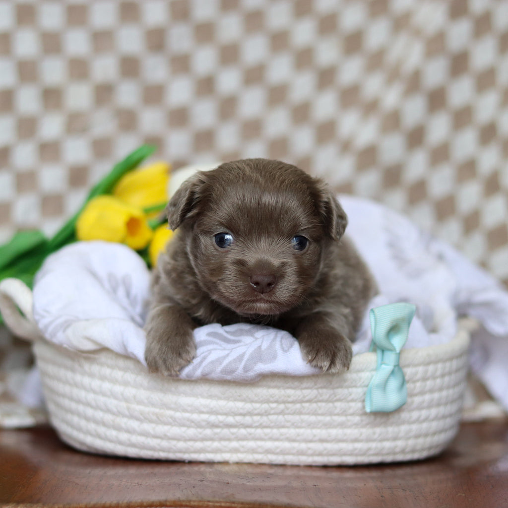 Gizmo - Available 5/14