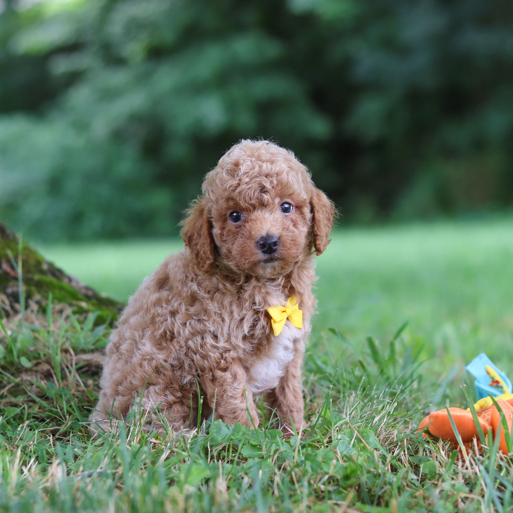 Sheriff - Available 7/23