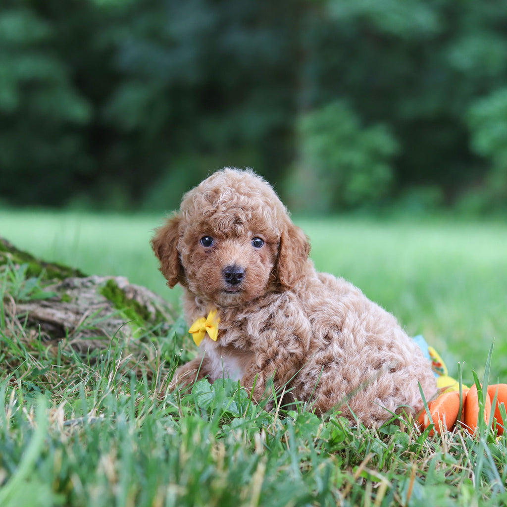 Sheriff - Available 7/23