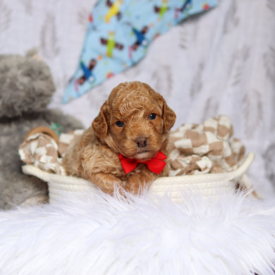 Sheriff - Available 7/23