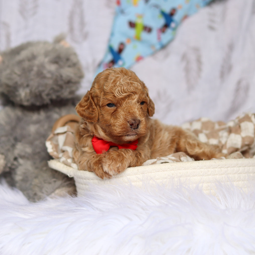 Sheriff - Available 7/23