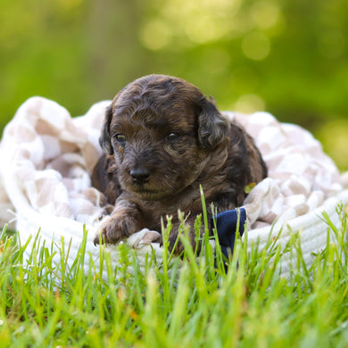 Frank - Available 6/18
