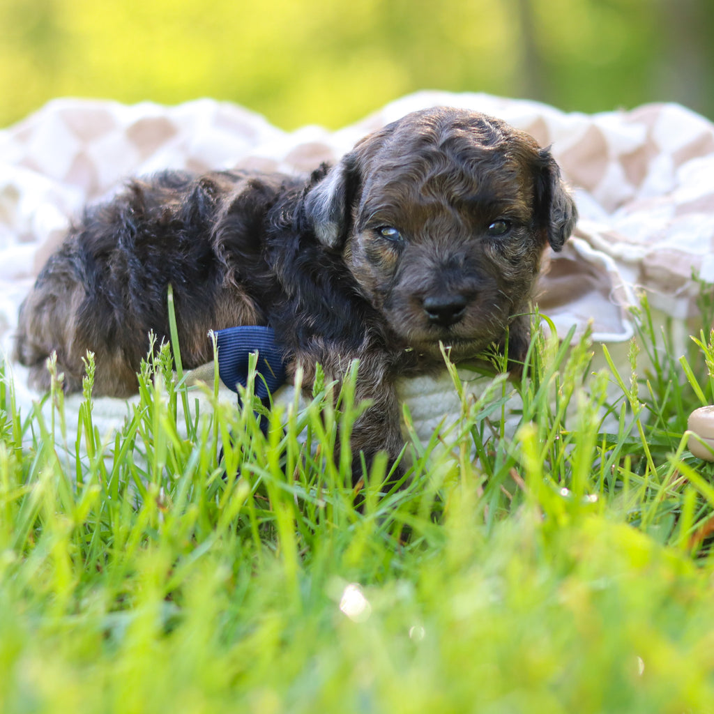 Frank - Available 6/18