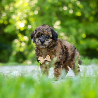 Fenway - Available 6/18