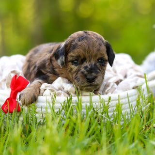 Fenway - Available 6/18
