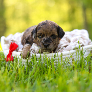 Fenway - Available 6/18