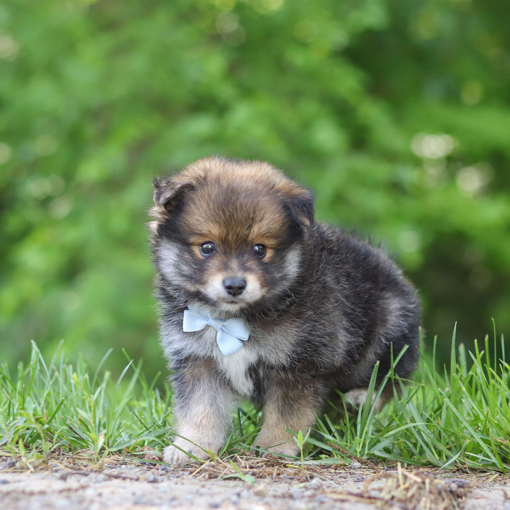Houdini - Available 6/25