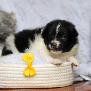 Hugo - Available 6/25