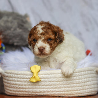 Sammie - Available 6/25