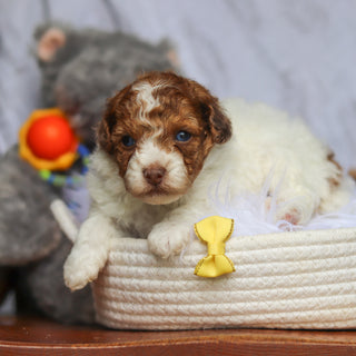 Sammie - Available 6/25