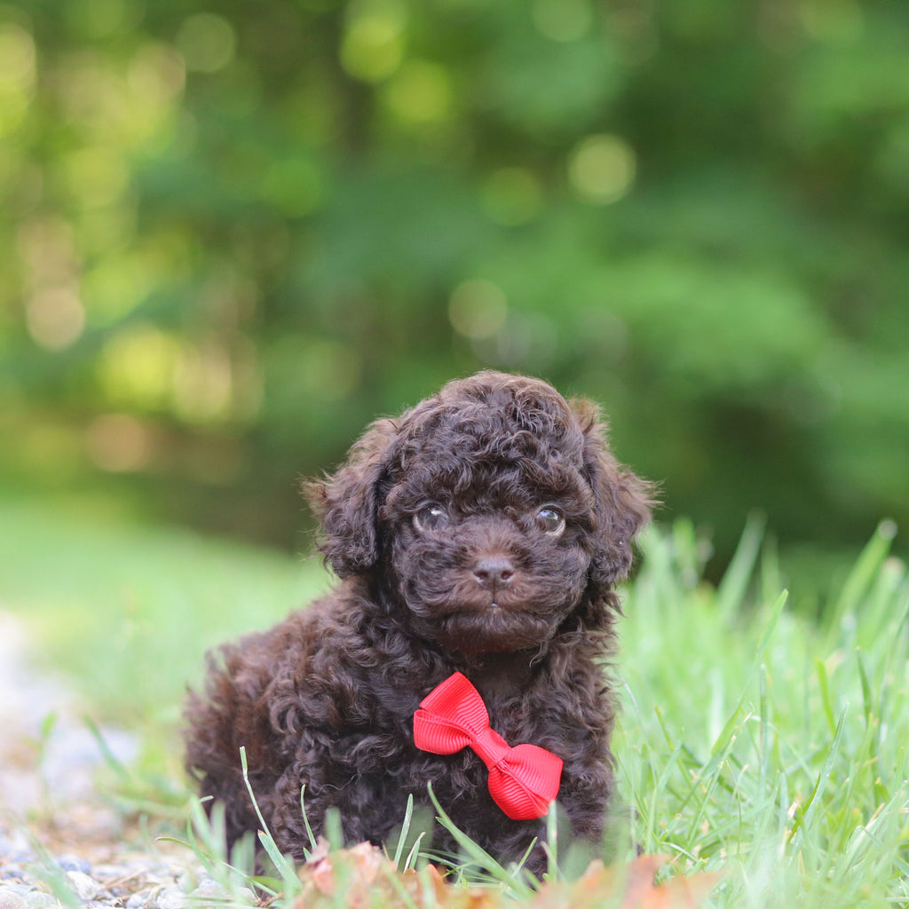 Saul - Available 6/25