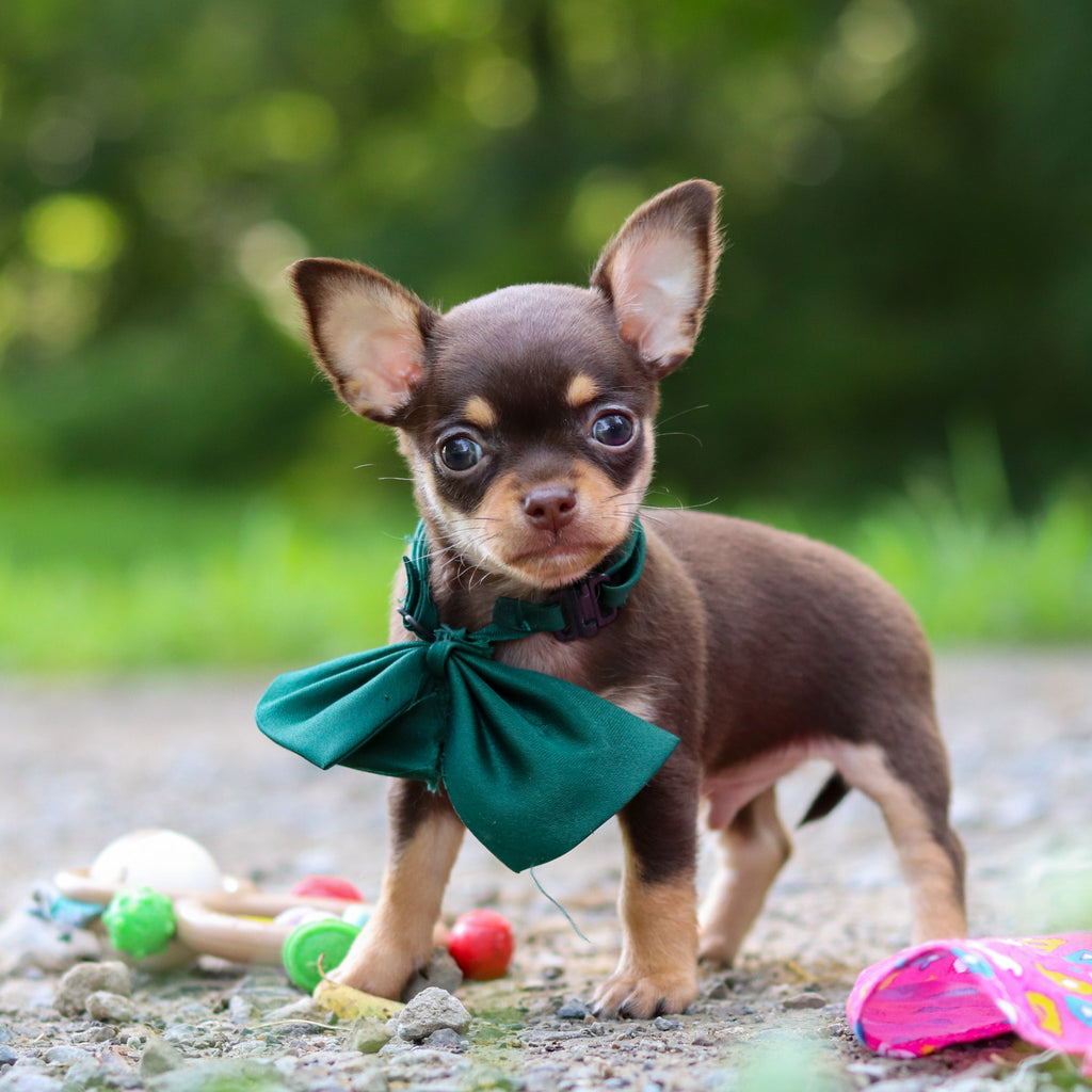 Sparky - Available 7/30