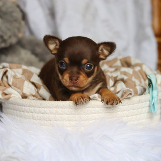 Sparky - Available 7/30