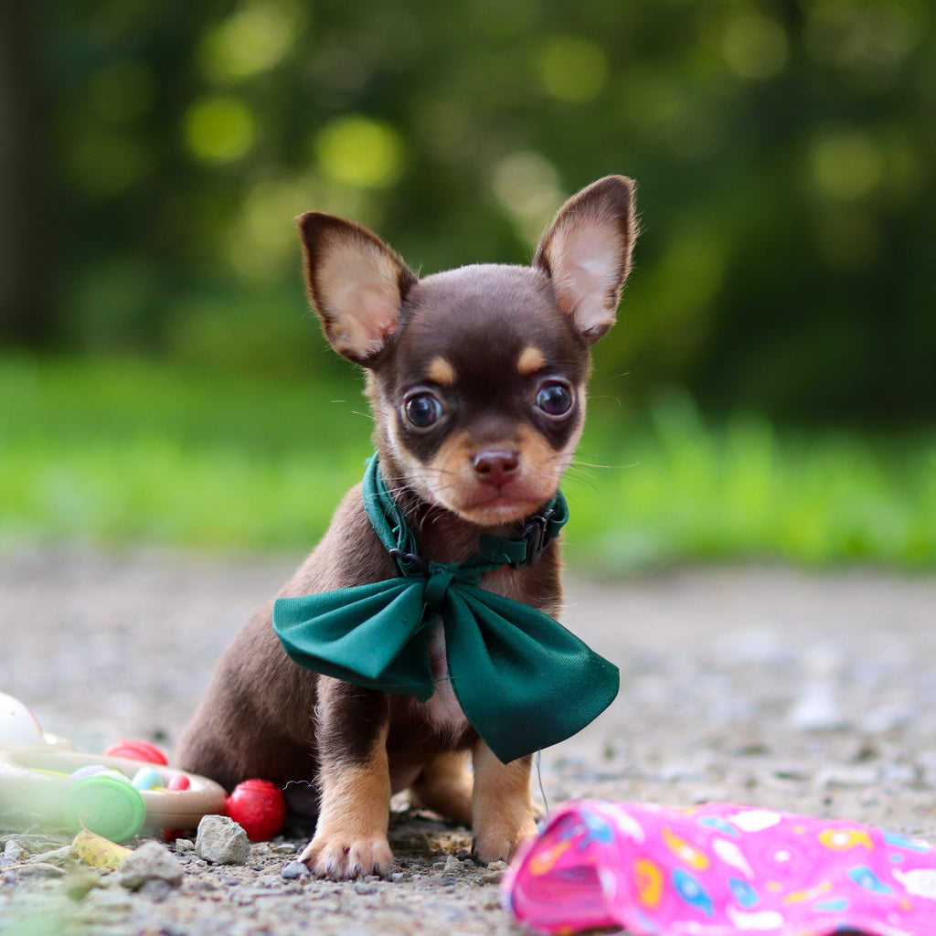 Sparky - Available 7/30