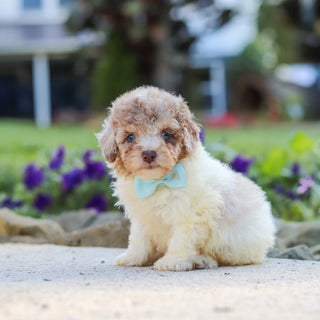 Walter - Available 10/1