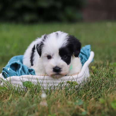 Meatball - Available 8/20