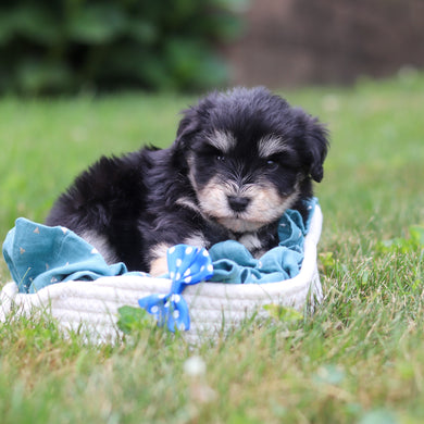 Montgomery - Available 8/20