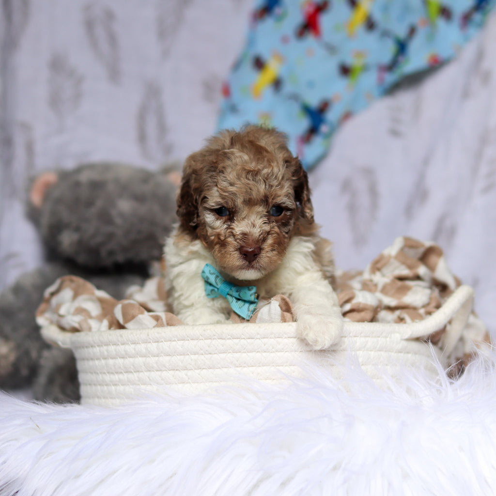 Vito - Available 7/16