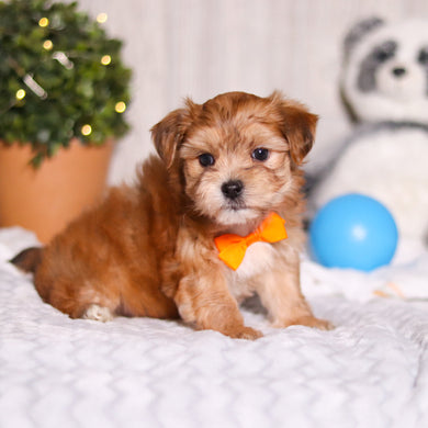 Maxwell - Available 3/12