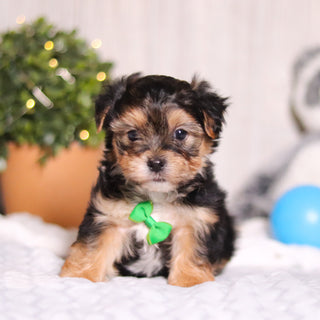 Maddox - Available 3/13