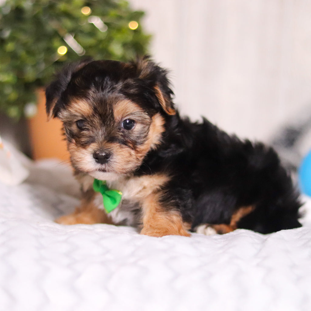 Maddox - Available 3/13