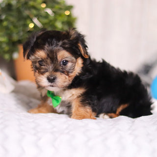 Maddox - Available 3/13