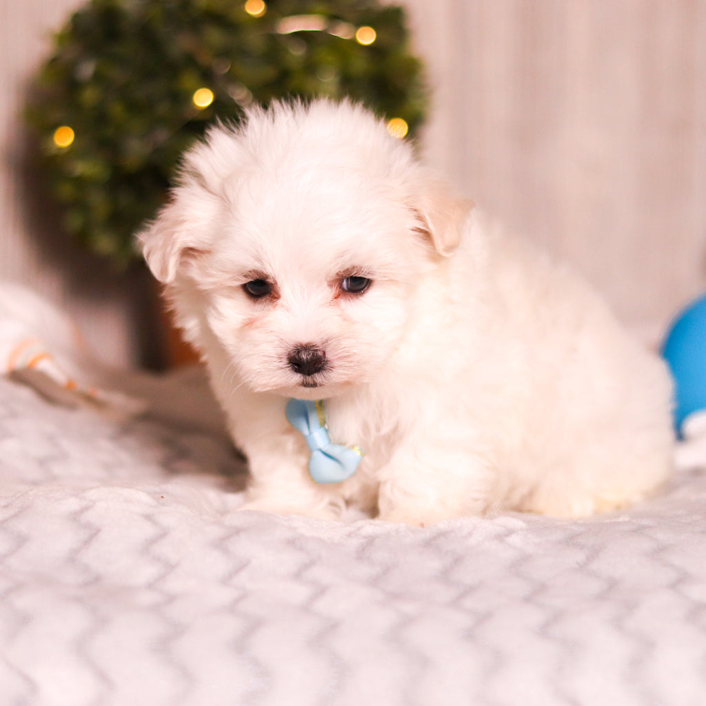 Marlon - Available Now