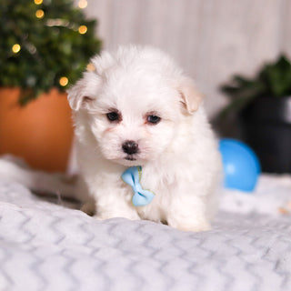 Marlon - Available Now