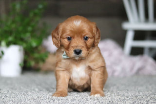 Gavin - Available 4/9