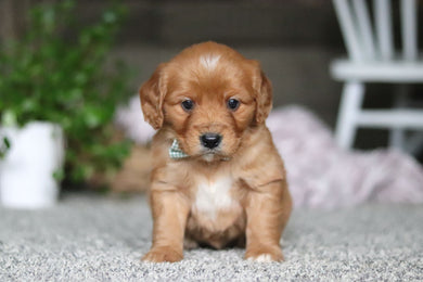 Gavin - Available 4/9