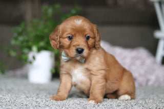 Gavin - Available 4/9