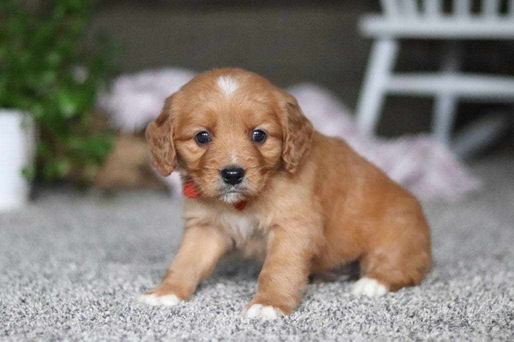 Grant - Available 4/9