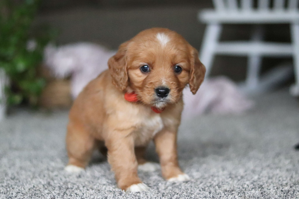 Grant - Available 4/9