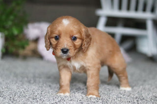 Grant - Available 4/9